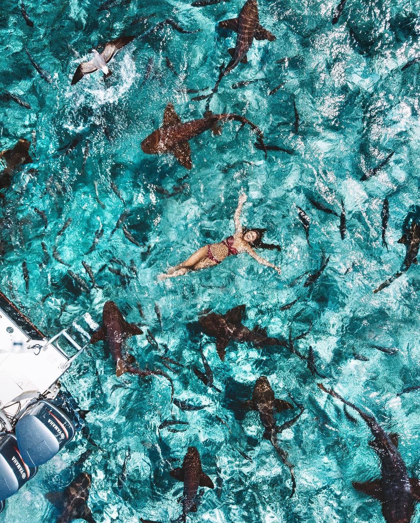 A person floats in clear blue water surrounded by several sharks and fish.