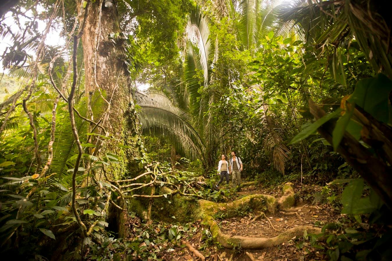 Two hikers walking along a trail in a lush, green jungle.