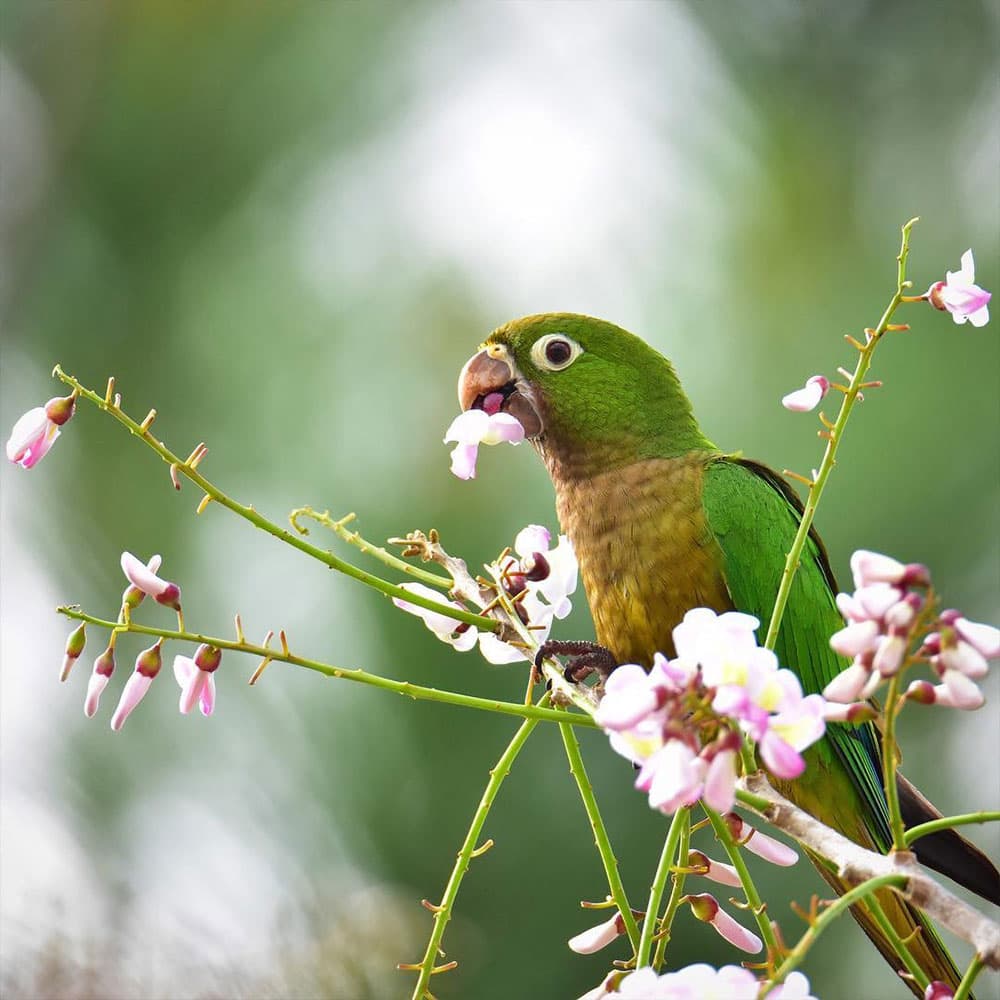 A green parrot perched on a branch, nibbling a pink flower amidst greenery.