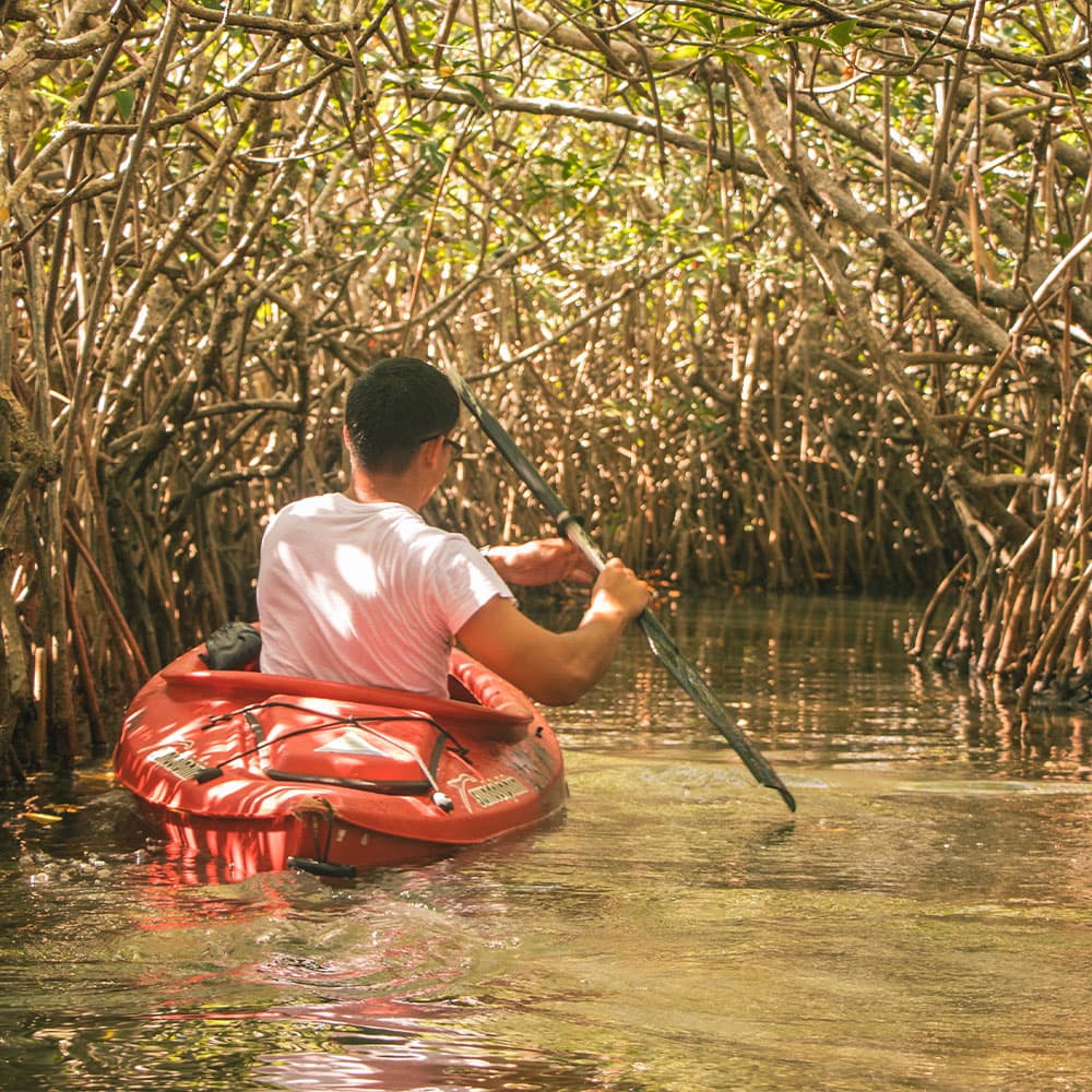 A person paddles a kayak through a mangrove forest.