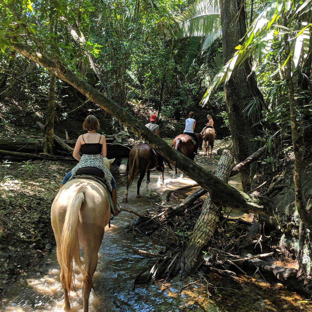 Riders on horseback navigate a forest trail alongside a stream.